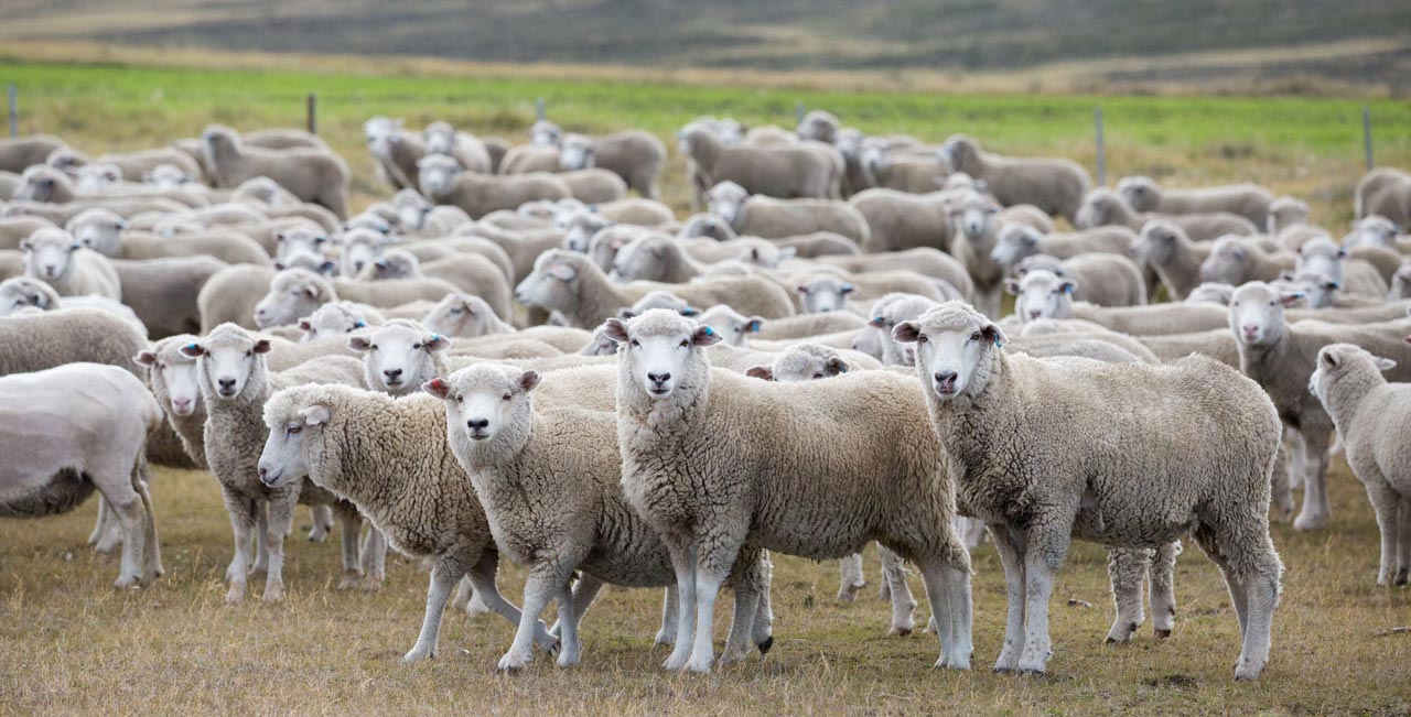 Falkland Islands Meat Company