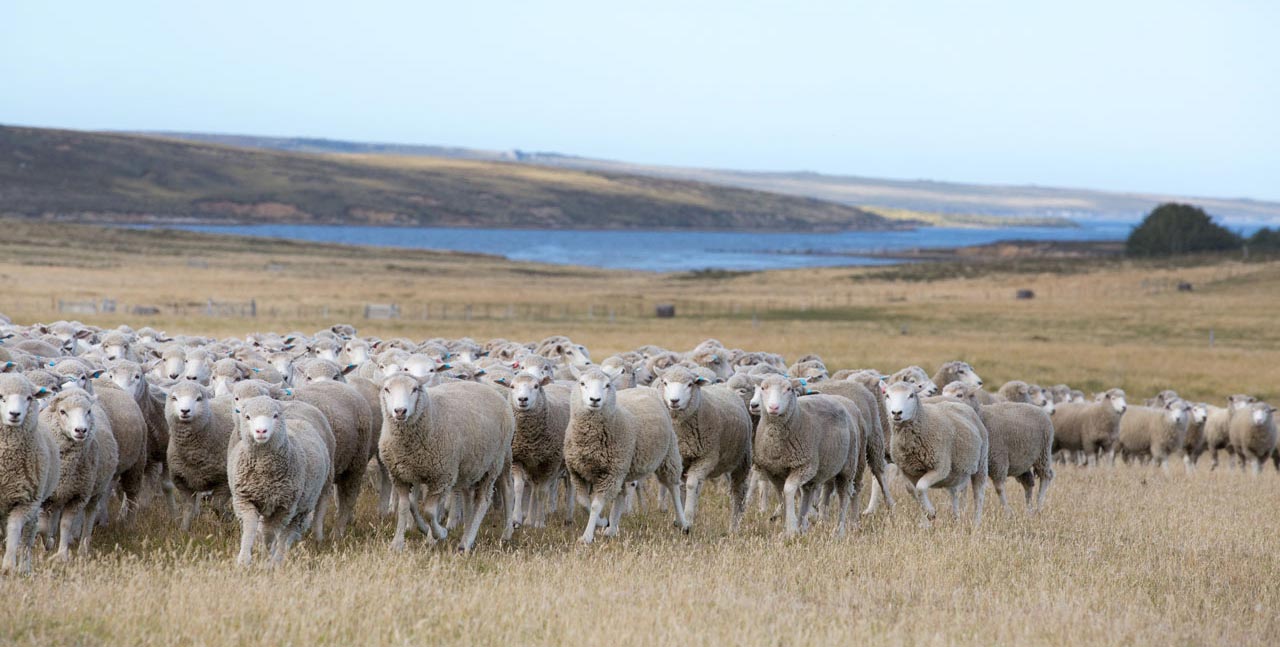 Falkland Islands Meat Company