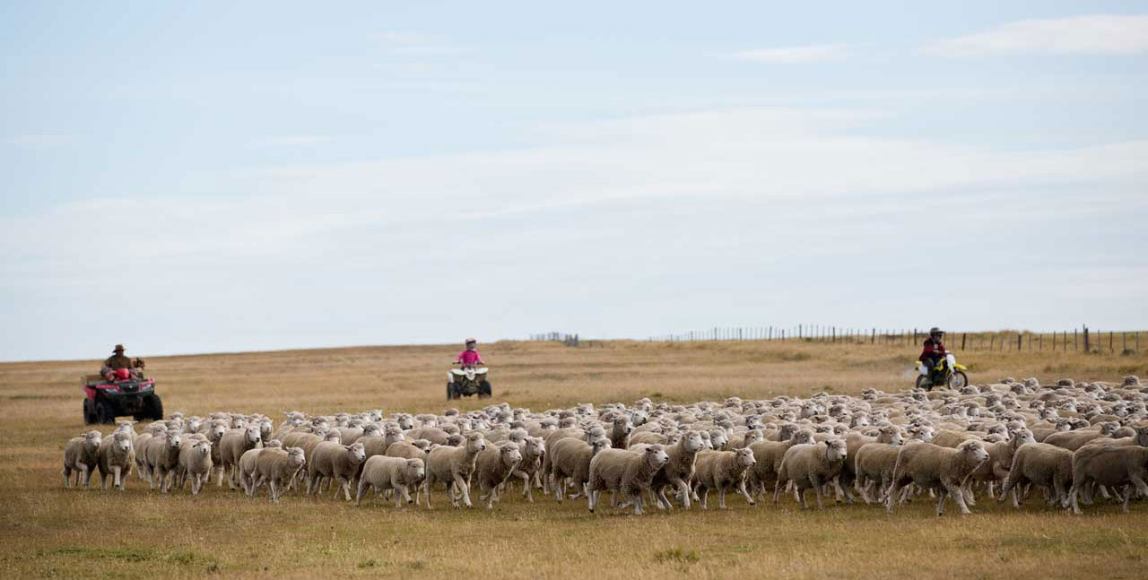 Falkland Islands Meat Company