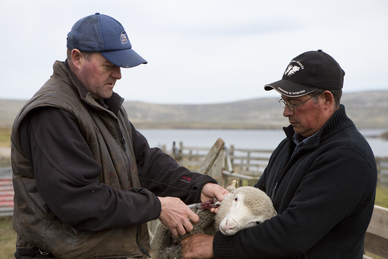 Falkland Islands Meat Company