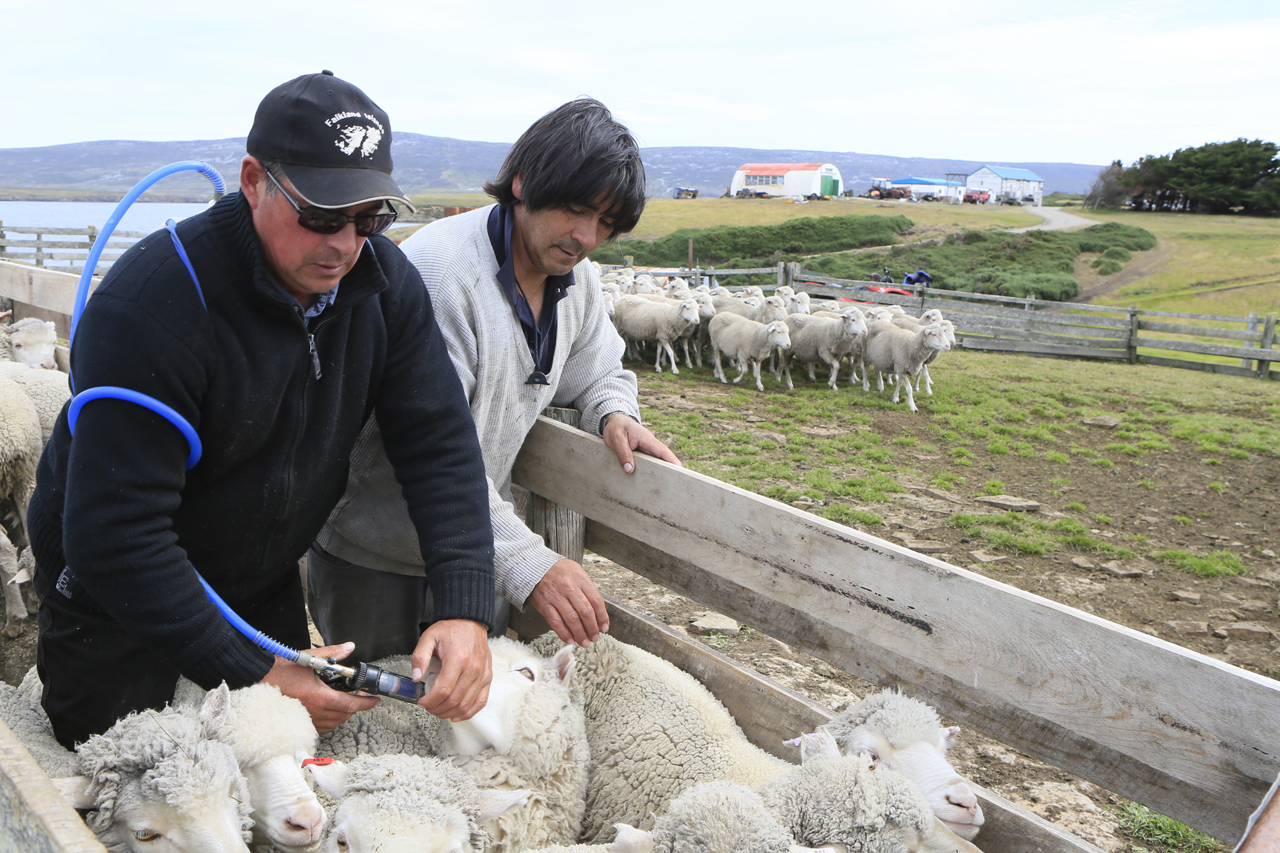 Falkland Islands Meat Company