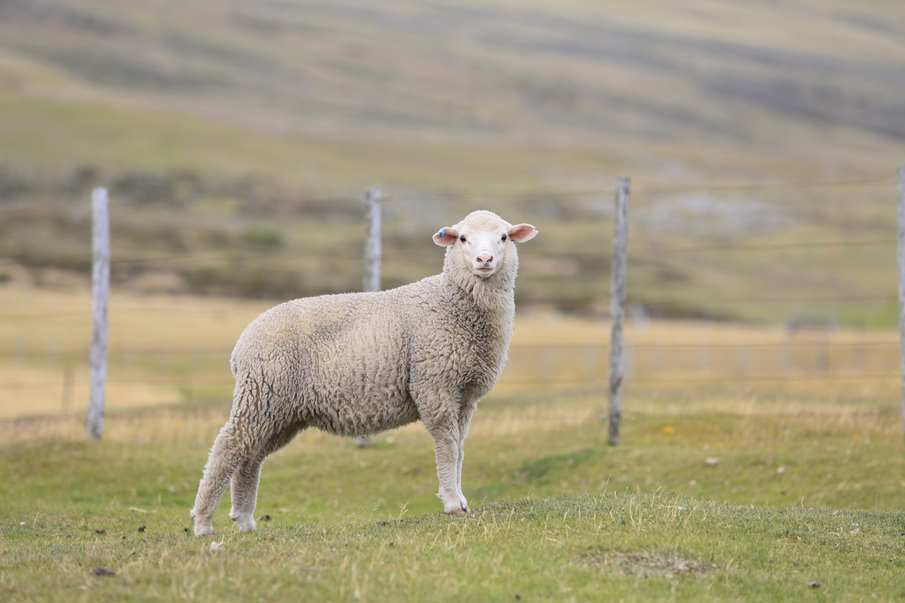 Falkland Islands Meat Company