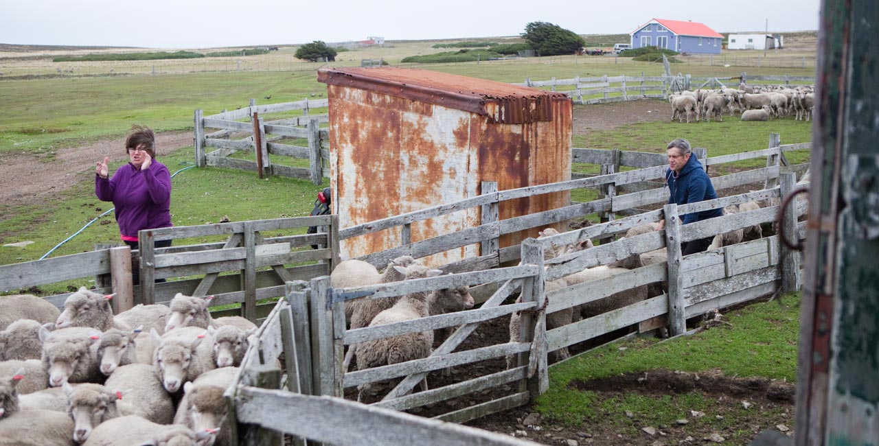 Falkland Islands Meat Company