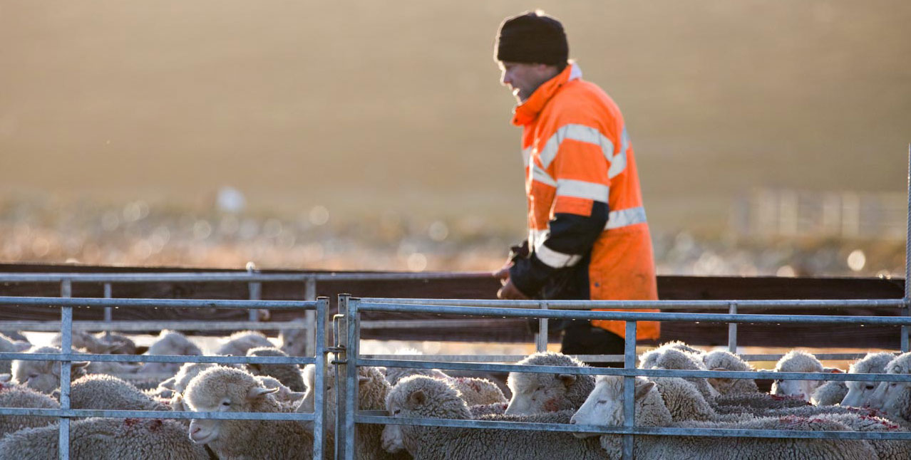 Falkland Islands Meat Company