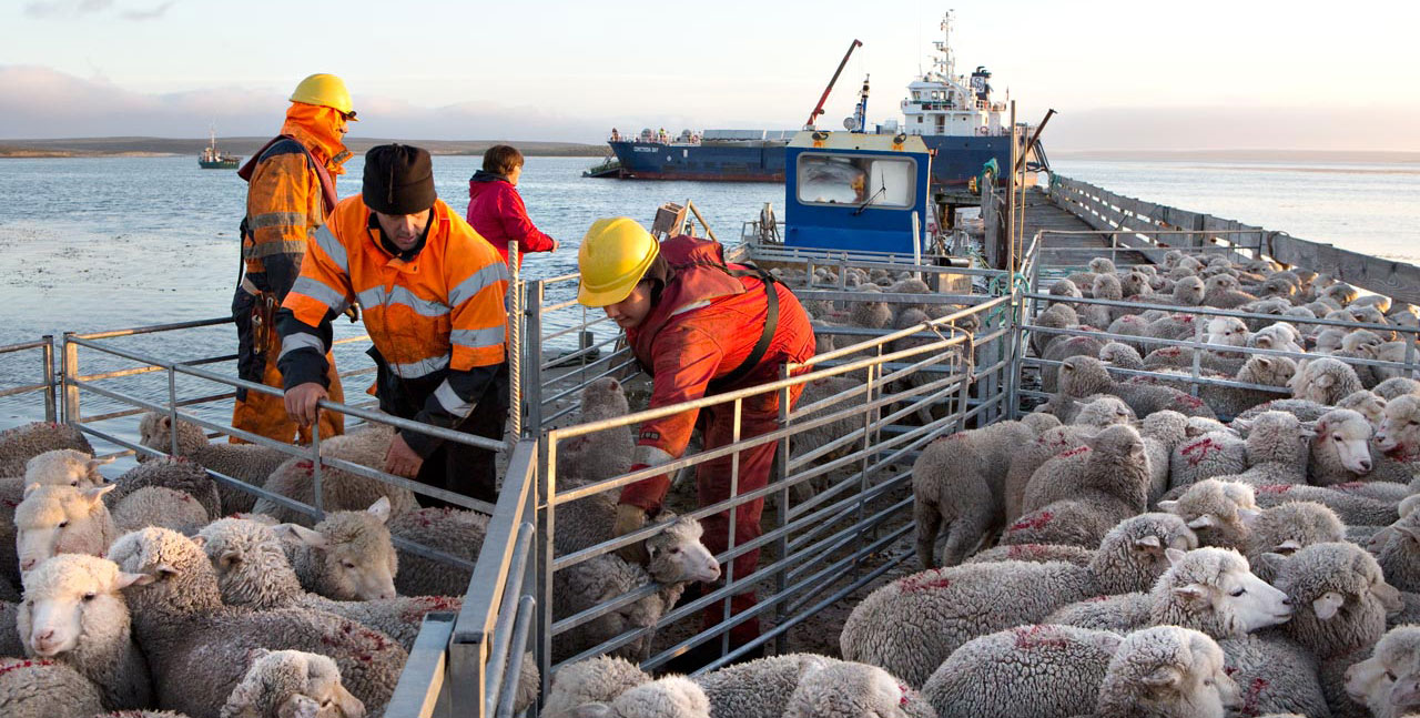 Falkland Islands Meat Company