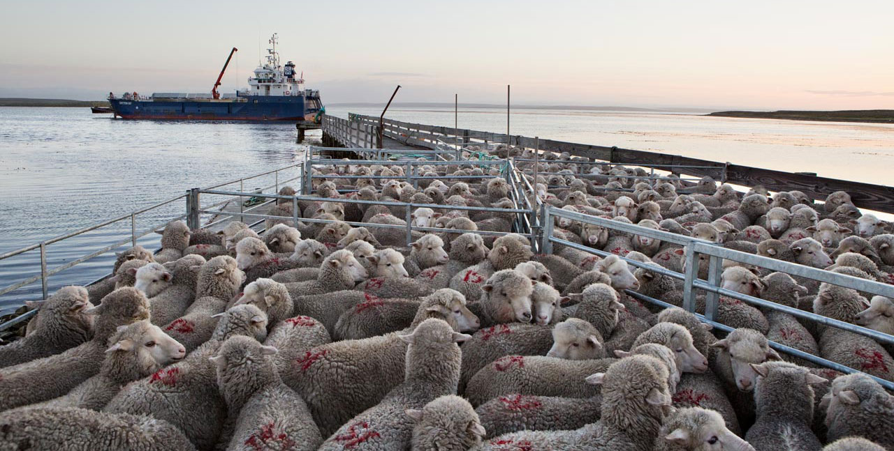 Falkland Islands Meat Company