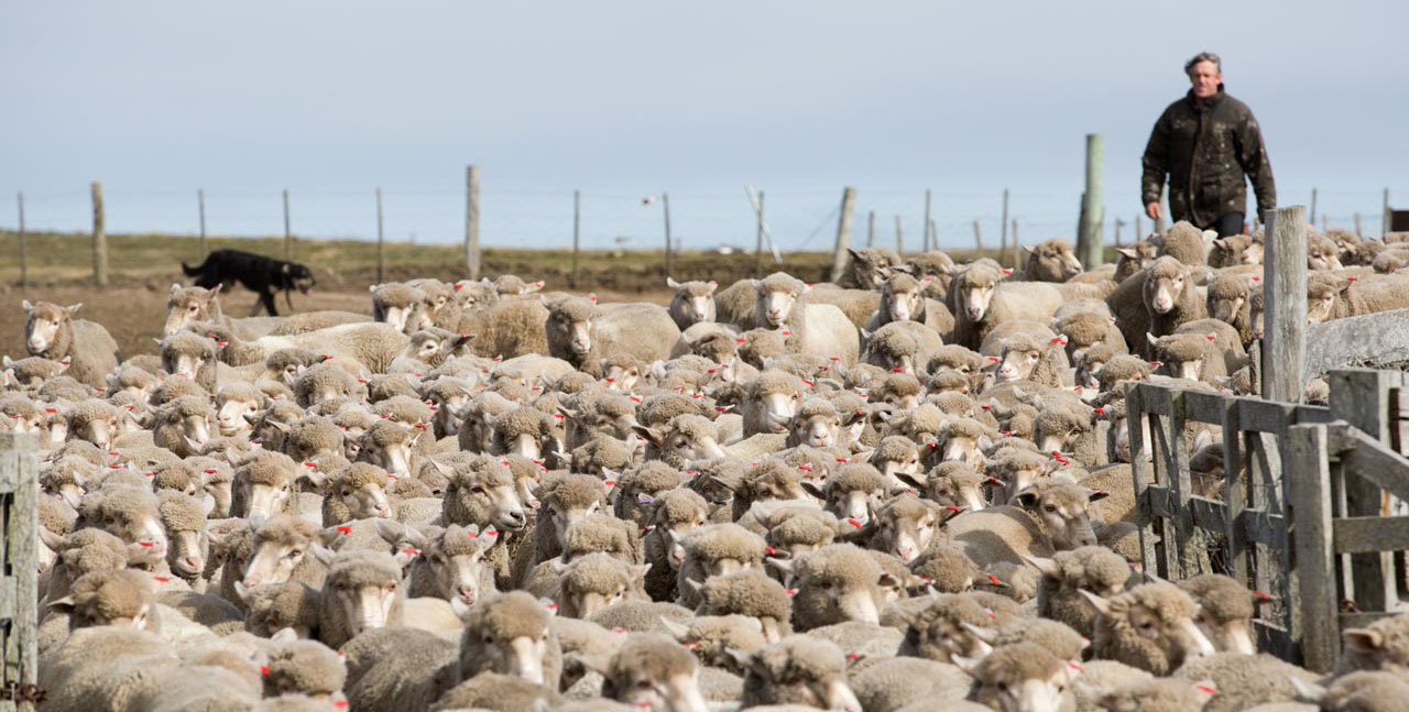 Falkland Islands Meat Company