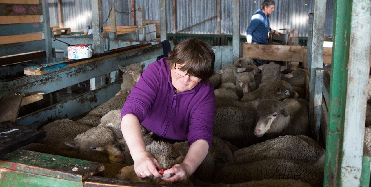 Falkland Islands Meat Company