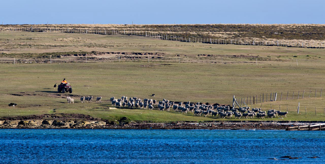 Falkland Islands Meat Company