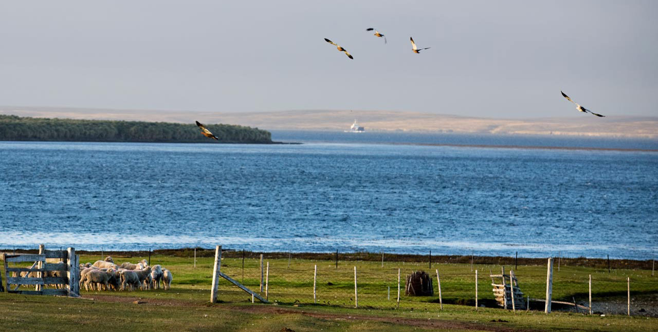 Falkland Islands Meat Company