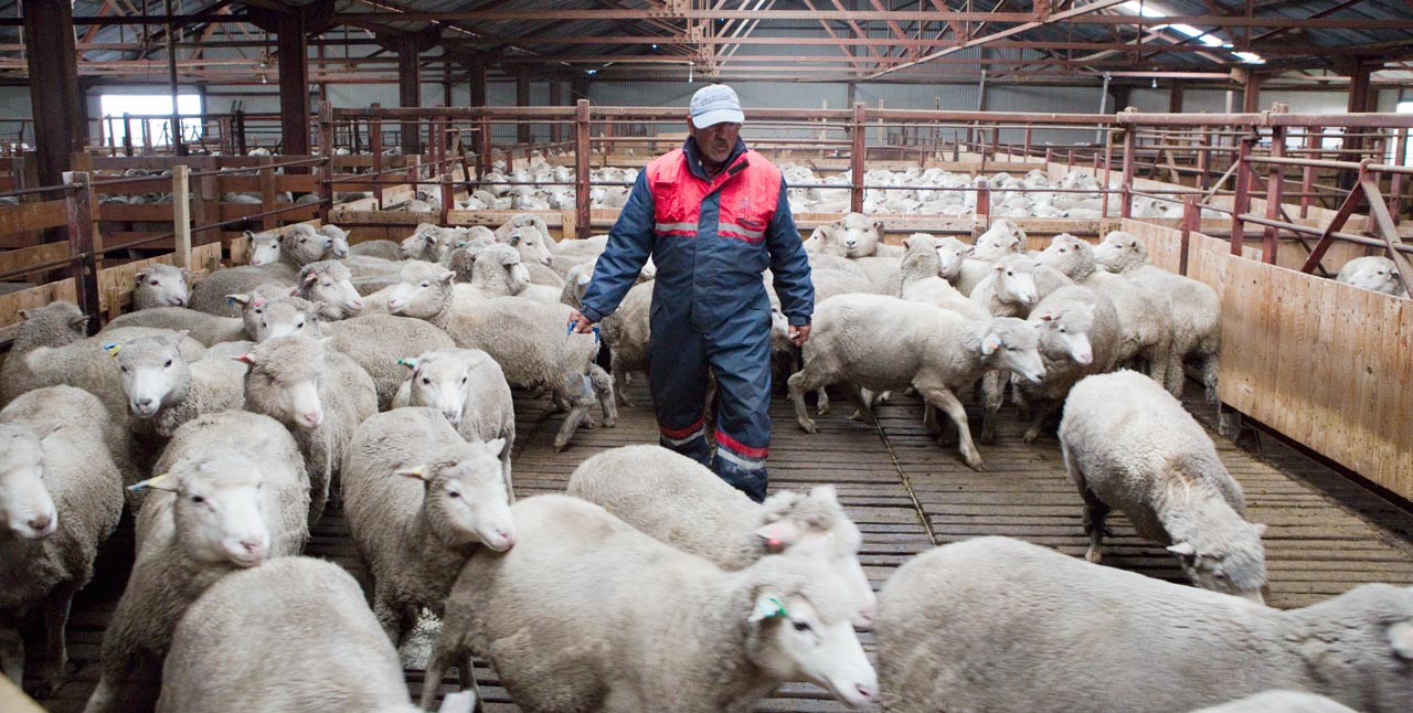 Falkland Islands Meat Company