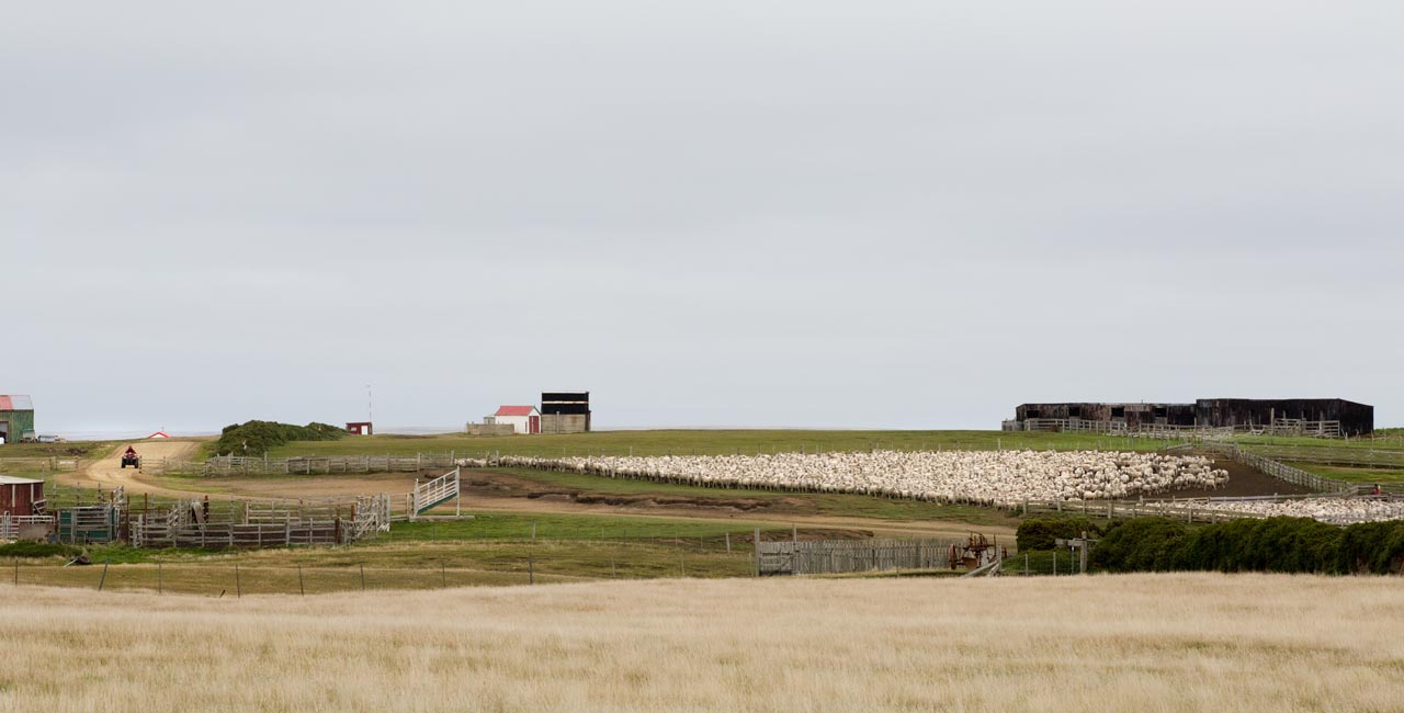 Falkland Islands Meat Company