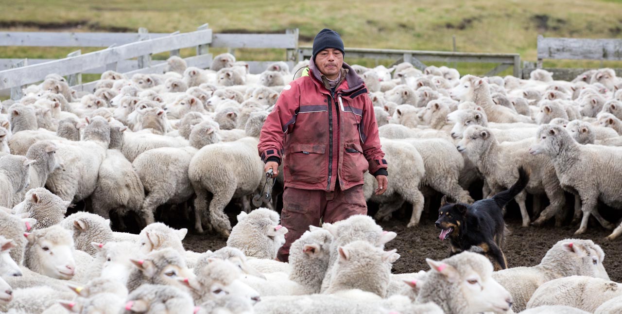 Falkland Islands Meat Company