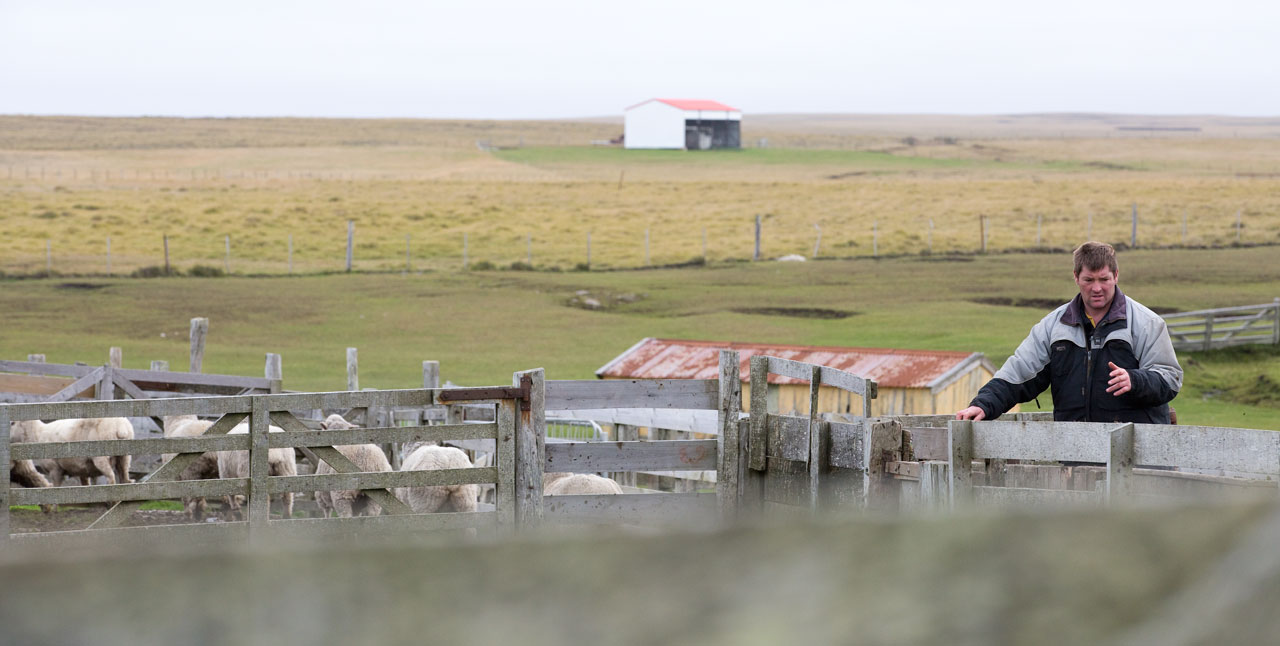 Falkland Islands Meat Company