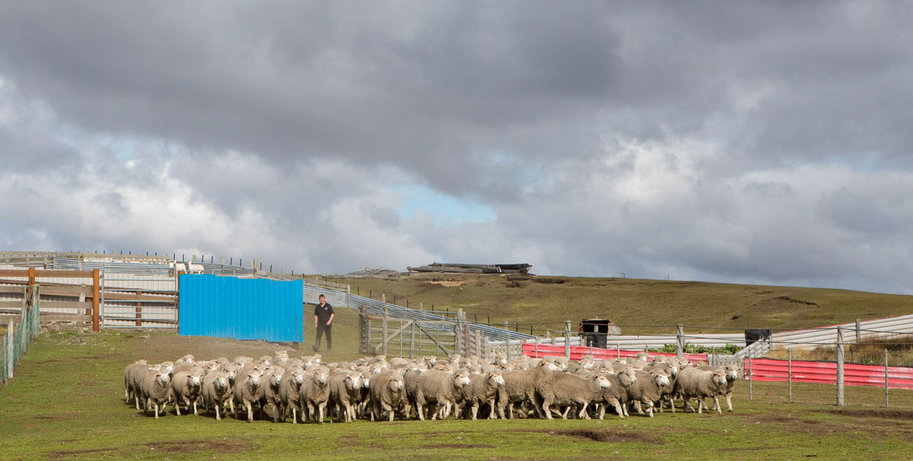 Falkland Islands Meat Company