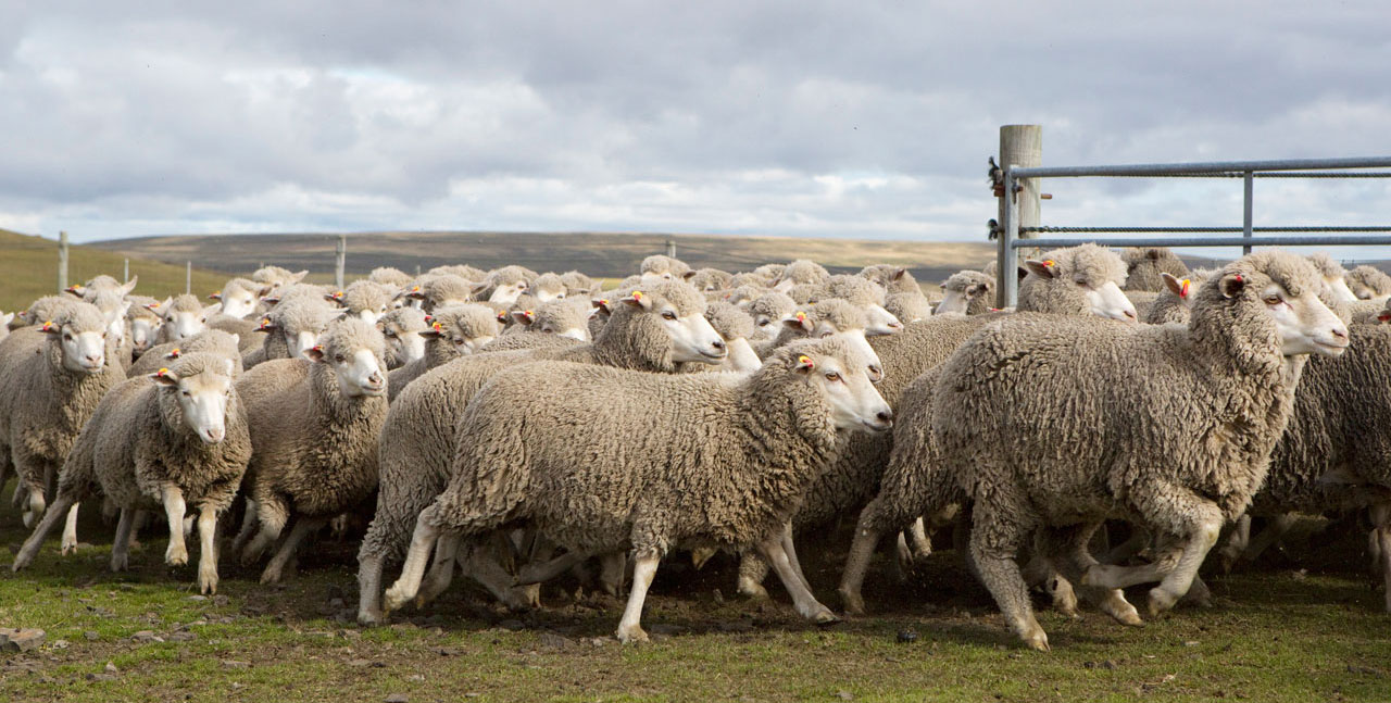 Falkland Islands Meat Company