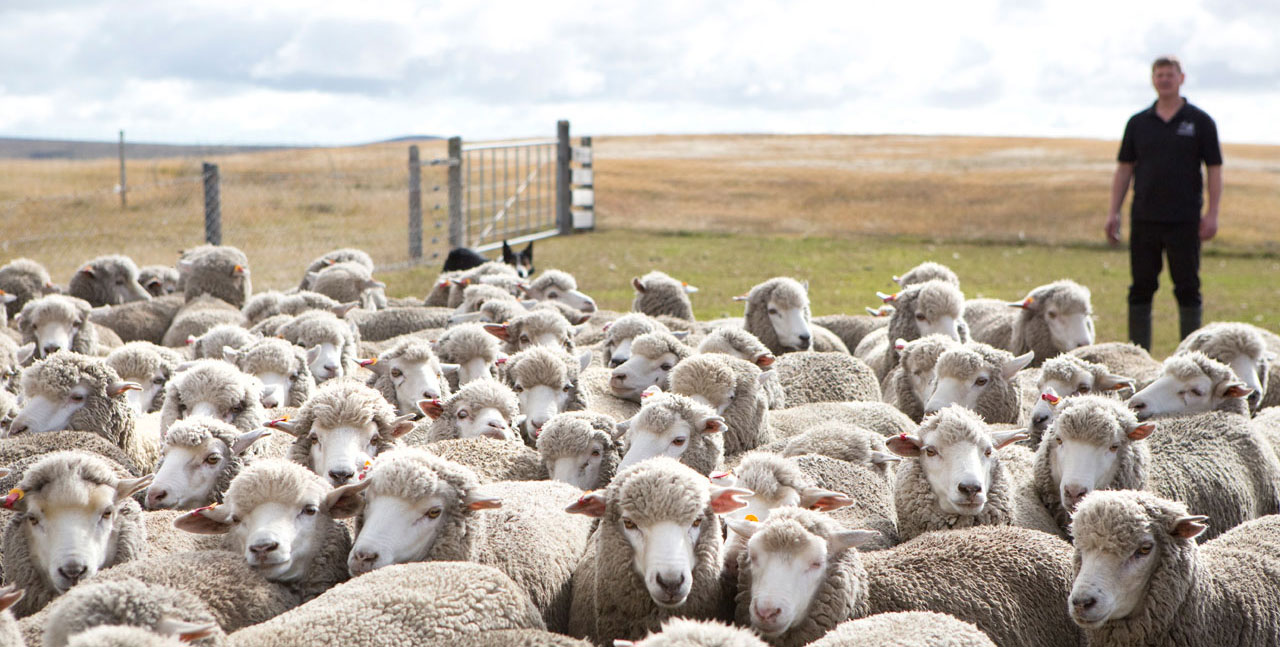 Falkland Islands Meat Company