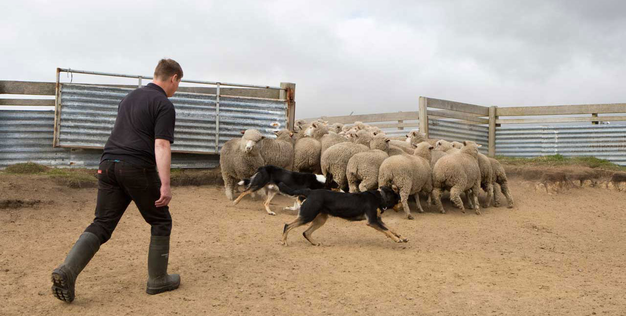 Falkland Islands Meat Company