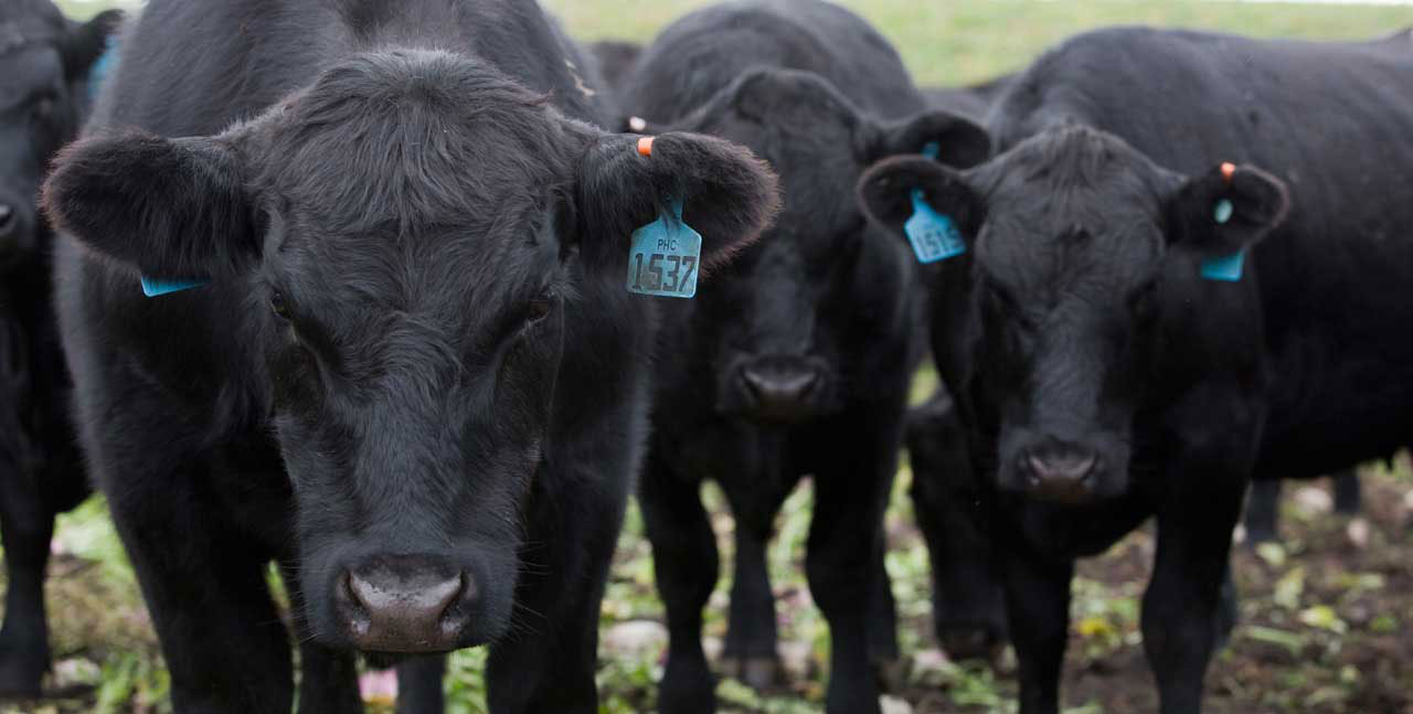 Falkland Islands Meat Company