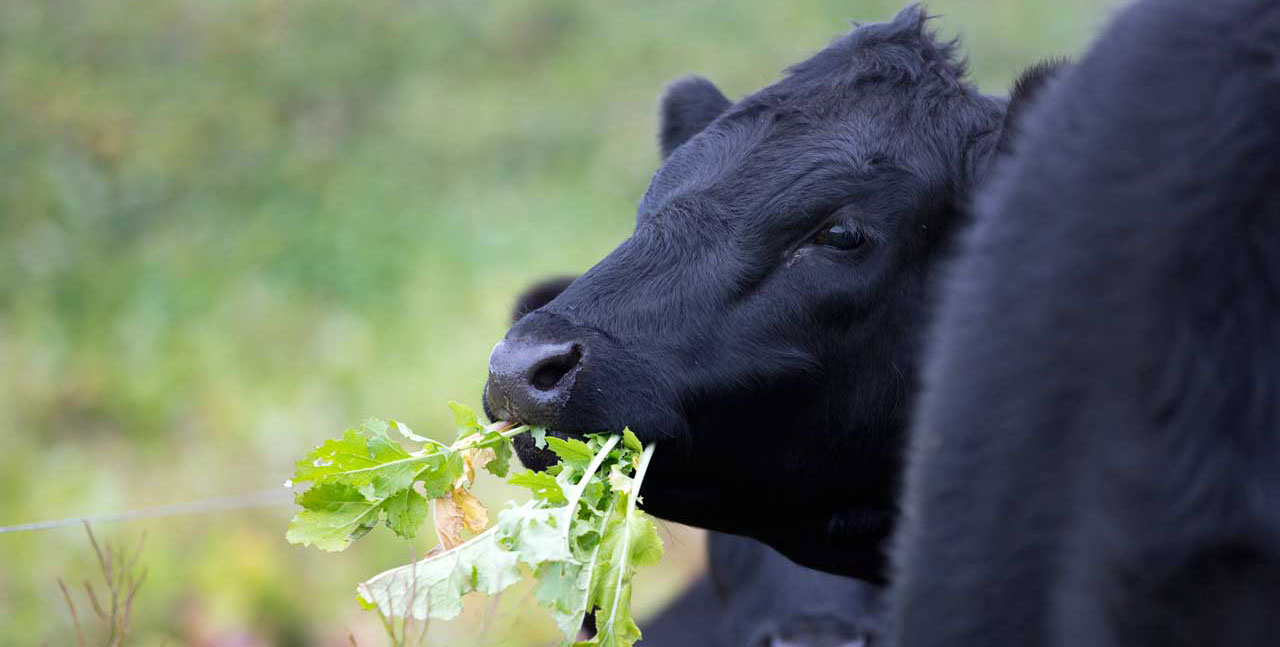 Falkland Islands Meat Company