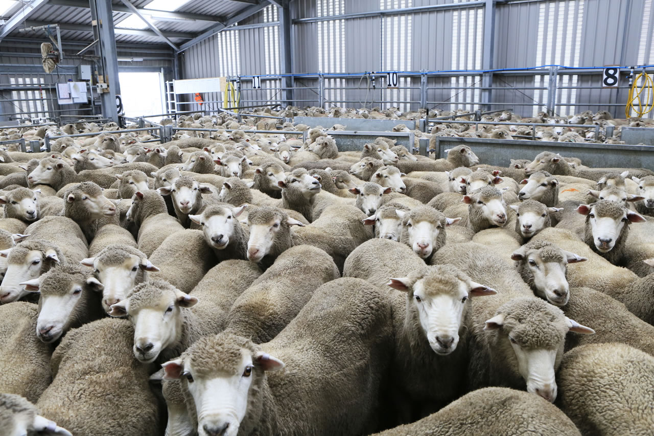 Falkland Islands Meat Company