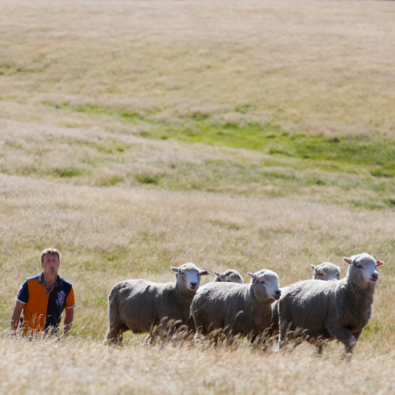 Falkland Islands Meat Company