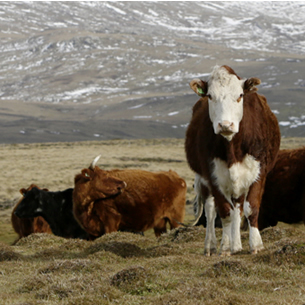 Falklands Islands Meat