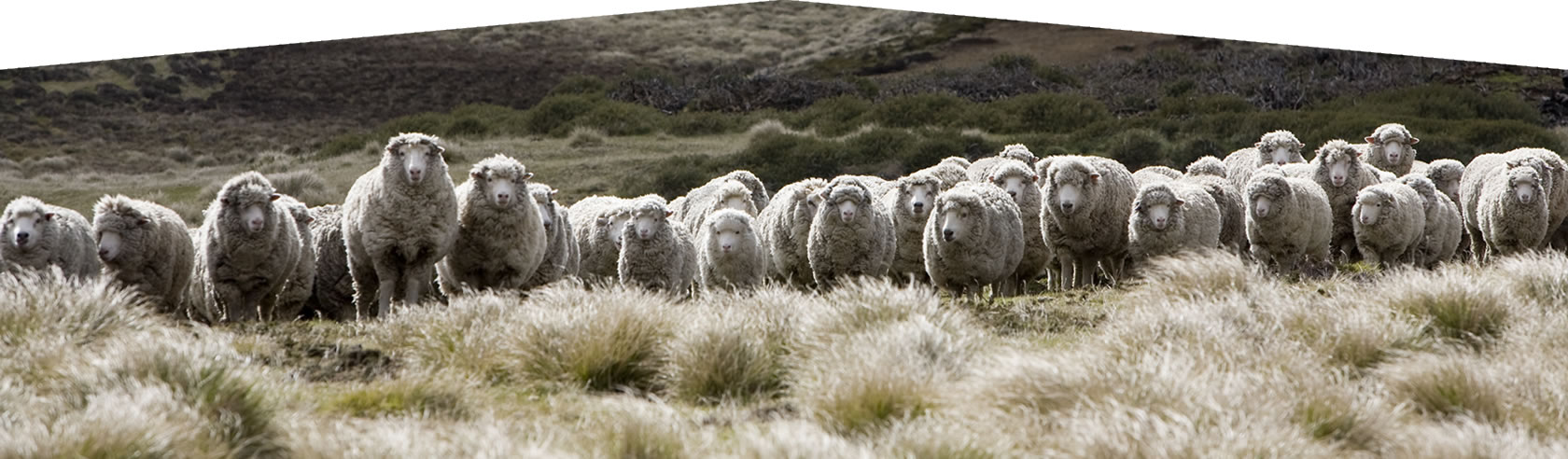 Falklands Islands Meat